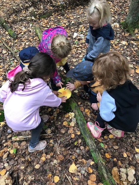 kids are exploring the nature outside, mushroom on a log